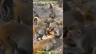 What Happens When A Group of Monkeys Gets An Apple🤗 #funny #monkey #apple #shortvideo