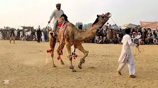 Desert Magic &ndash; Unbelievable Camel Dance Performance that'll Leave You Awed 🔥🐫