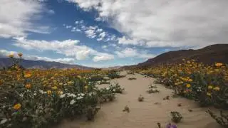 Super Bloom 4K Time Lapse - Anza Borrego, CA