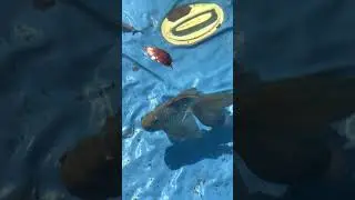 Large Black Goldfish | #shorts