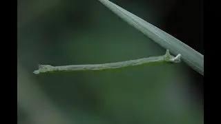 Inchworm