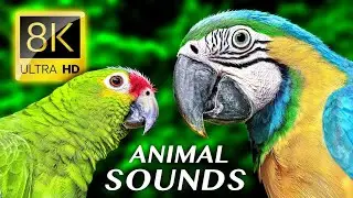 BIRDS SOUND EFFECT FREE DOWNLOAD WITH 8K ULTRA VIDEO
