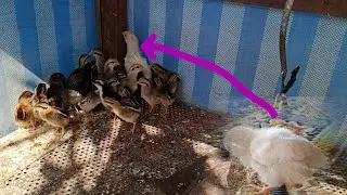 รอดูตอนน้องไก่ใหญ่จะเป็นยังไง