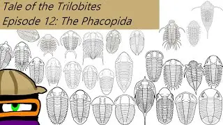 The Tale of the Trilobites Ep 12: The Phacopida