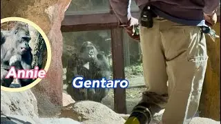 😮🦍窓から誰かが👀見ている‼️🤭Gentaro watches the zookeeper from the adjacent enclosure💙