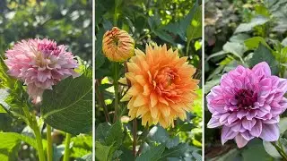 A flower-filled stroll + Deadheading dahlias