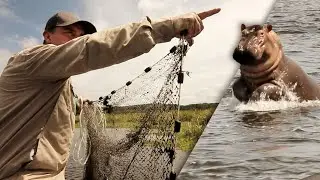 P&Ecirc;CHE AU MILIEU DES HIPPOPOTAMES EN AFRIQUE  - Cyril Chauquet