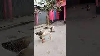 pak pak🦆🦆🦆