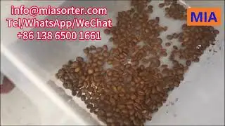 Automatic CCD RGB Coffee Bean Color Sorter in USA Tanzania Mexico Peru Kenya Guatemala Guatemala UAE