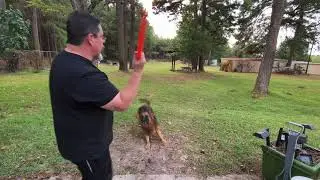 Playing Fetch with German Shepherd | German Shepherd Service Dog Loves Playing Fetch