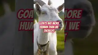 Goats Are More Human Than We Thought!