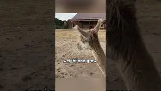 Premature Tiny Alpaca Grows Up Inside A House #thekoala #alpacas #shorts #animals #animallover