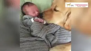 世界で最も愛されている犬種？🐶レトリバー。癒されるかわいいおもしろい瞬間