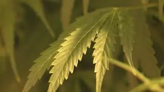 Texas signs hemp bill into law