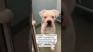 This may save your dogs life