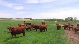 Schuler Red Angus