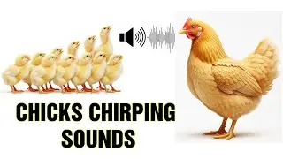 The Emotional Sound of Chicks Calling Their Hen