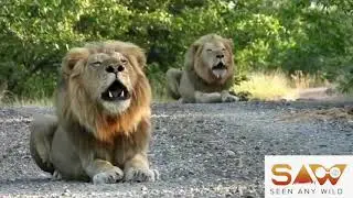Incredible loud roars from 2 dominant male lions