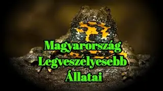 Magyarország Legveszélyesebb Állatai