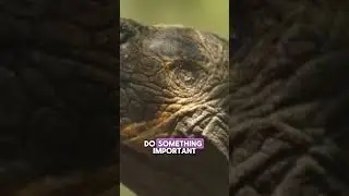 Why Do Turtles Flare Their Nostrils? Exploring Strange Behavior #TurtleFacts #AnimalScience #Nature
