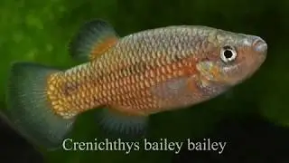 Crenichthys bailey bailey