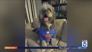 New York Knicks win may have prompted police call that led to fatal shooting of family dog