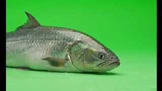 🐟 VFX Green Screen Fish Meme &ndash; FREE GREEN SCREEN