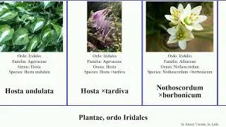 Plantae, ordo Iridales allium plants undulata aurantiaca peruviana decumbens anceps Yucca Scilla