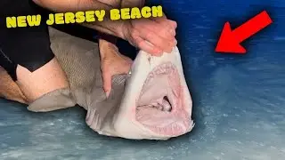 NEW JERSEY SHARK FISHING FROM BEACH JUNE 2023