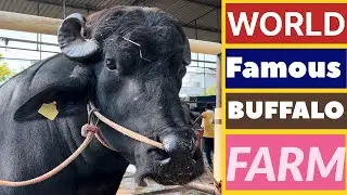 WORLD FAMOUS BUFFALO BREEDING FARM | LEKSHMI DAIRY FARM #lekshmidairyfarm #ldf | ലക്ഷ്മി ഡയറി ഫാം