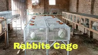 Rabbit cage video