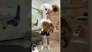 Dog weight #dog #challenge #funny #doglover #goldendoodle #shortsskills #love