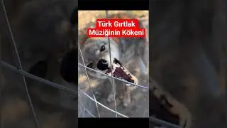 t&uuml;rk gırtlak m&uuml;ziği kurtlardan mı esinlenildi #turk #mongol #throat #kurt #gırtlak #muzic #wolf #dog