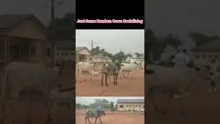 Just Some Random Cows Socializing