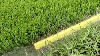 ধানের নার্সারি অবস্থায় মাথা কি কারণে পুড়ে যায়