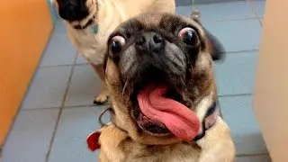 Funny Animals Compilation February 2016 - Funny Animal Videos 2016 - Funny Animals