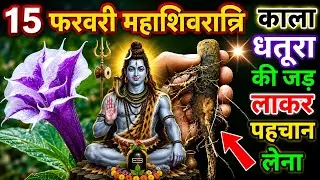 15 फरवरी महाशिवरात्रि के दिन काला धतूरा की जड़ लाकर पहन लेना 😱बन जाओगे करोड़पति धनवान #mahashivratri