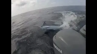 Blue Marlin Action in Costa Rica with Salt Hunt Charters
