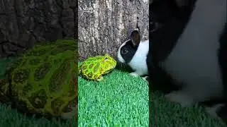 Kappa kundelu comedy