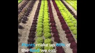 What governments can do to protect plant health