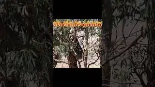 Koala climbs gumtree.#wildlife