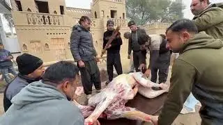 WHOLE CAMEL ROAST | Roasting a Whole Camel in Tondoor | Dubai Village Style |#@VillageFoodSecrets21k