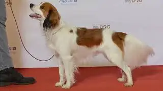 Rarest Dogs Ever Top 10 Rarest Dogs In The World! #rare #dogs