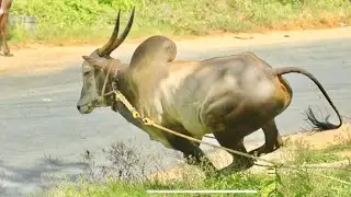 Hallikar stud bull running like wild Chetah, KMN Nellur Jallikattu hori habba