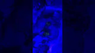 Indoor pond fish 🐠 feeding ❤️🐟#indoorpond #fishfeeding #fish