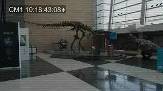 A T. rex roams the Science Museum of Minnesota lobby | Teen T. rex