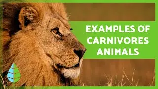 What are CARNIVOROUS ANIMALS 🐻🐧 (Definition, Types and EXAMPLES)