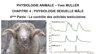 Chapitre 4-4 Le contrôle des activités testiculaires