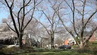 Cherry Blossoms: April 9 in Foxhall Village