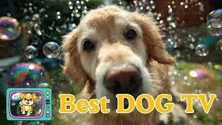 DREAM DOG TV: Cozy Dog Cuddles & Stillness - Soothing Visual Entertainment for Puppies